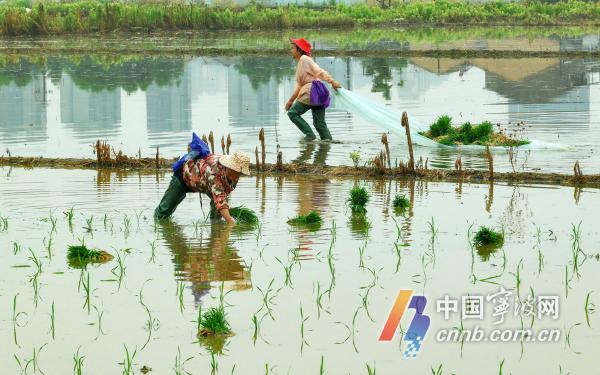 Bijirin dalam Telinga akan menjadi petani sibuk menanam