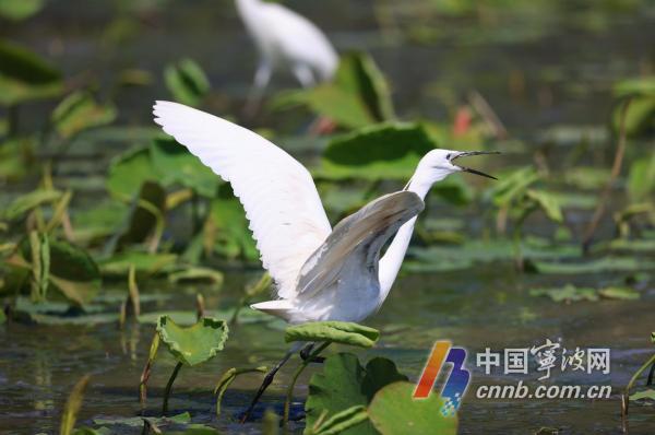 Burung bangau mendiami Tasik Dongqian