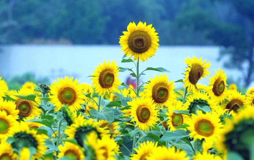 Hujan atau ribut petir akan berlaku di Ningbo semasa solstis musim panas hari ini